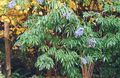 γαλάζιο Λουλούδια κήπου Σαμπούκο, Κόκκινο-Εγκύων Γέροντας, Sambucus φωτογραφία, καλλιέργεια και περιγραφή, χαρακτηριστικά και φυτοκομεία