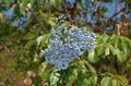 hellblau Gartenblumen Holunder, Rot-Berried Elder, Sambucus Foto, Anbau und Beschreibung, Merkmale und wächst