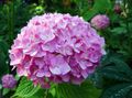 рожевий Садові Квіти Гортензія Садова, Hydrangea hortensis Фото, вирощування і опис, характеристика і зростаючий