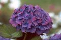 Nuotrauka Bendra Hortenzija, Bigleaf Hortenzija, Prancūzų Hortenzija aprašymas, charakteristikos ir augantis