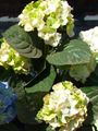 Fil Gemensam Hortensia, Storbladig Hortensia, Franska Hortensia beskrivning, egenskaper och odling