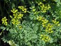 yellow Garden Flowers Common Rue, Garden Rue, Herb of Grace, Herbygrass, Ruta Photo, cultivation and description, characteristics and growing
