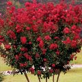 sarkans Dārza Ziedi Kreps Mirtes, Kreps Miršu, Lagerstroemia indica Foto, audzēšana un apraksts, raksturlielumi un augošs
