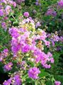 lilla I fiori da giardino Crape Mirto, Crepe Myrtle, Lagerstroemia indica foto, la lavorazione e descrizione, caratteristiche e la coltivazione