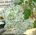 lila Vrtno Cvetje Krep Mirte, Lagerstroemia indica fotografija, gojenje in opis, značilnosti in rast