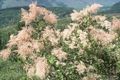 pink Garden Flowers Cream Bush, Ocean spray, Holodiscus Photo, cultivation and description, characteristics and growing