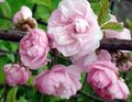 pink Double Flowering Cherry, Flowering almond, Louiseania, Prunus triloba Photo, cultivation and description, characteristics and growing