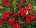 Фото Эскаллония крупноцветковая описание, характеристика и выращивание