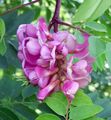 pink Garden Flowers False acaciaia, Robinia-pseudoacacia Photo, cultivation and description, characteristics and growing