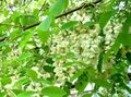 bela Vrtno Cvetje False Acaciaia, Robinia-pseudoacacia fotografija, gojenje in opis, značilnosti in rast