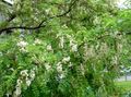 balts Dārza Ziedi Viltus Acaciaia, Robinia-pseudoacacia Foto, audzēšana un apraksts, raksturlielumi un augošs