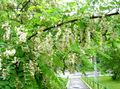 balts Dārza Ziedi Viltus Acaciaia, Robinia-pseudoacacia Foto, audzēšana un apraksts, raksturlielumi un augošs
