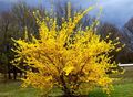 жълт Градински цветове Forsythia снимка, отглеждане и описание, характеристики и култивиране