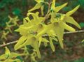 dzeltens Dārza Ziedi Forsītijas, Forsythia Foto, audzēšana un apraksts, raksturlielumi un augošs