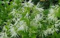 bílá Zahradní květiny Fringe Strom, Starého Muže Vousy, Grancy Graybeard, Chionanthus fotografie, kultivace a popis, charakteristiky a pěstování