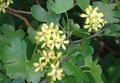 gul Hage blomster Gyllen Rips, Redflower Rips, Ribes Bilde, dyrking og beskrivelse, kjennetegn og voksende