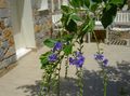 φωτογραφία Χρυσή Σταγόνα Δροσιάς, Ουρανός Λουλούδι, Περιστέρι Μούρο περιγραφή, χαρακτηριστικά και φυτοκομεία