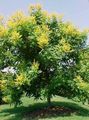 geltonas Sodo Gėlės Aukso Lietaus Medis, Panicled Goldenraintree, Koelreuteria paniculata Nuotrauka, auginimas ir aprašymas, charakteristikos ir augantis