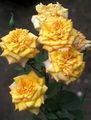 jaune les fleurs du jardin Grandiflora Rose, Rose grandiflora Photo, la culture du sol et la description, les caractéristiques et un cultivation