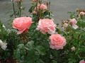 pink Garden Flowers Grandiflora rose, Rose grandiflora Photo, cultivation and description, characteristics and growing