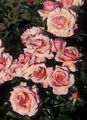 қызғылт Бақша Гүлдер Крупноцветковая Раушан, Rose grandiflora Фото, өсіру мен сипаттамасы, сипаттамалары мен өсіп келе жатқан