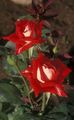 Foto Grandiflora Rožu apraksts, raksturlielumi un augošs