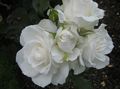 white Tuin Bloemen Grandiflora Steeg, Rose grandiflora foto, teelt en beschrijving, karakteristieken en groeiend