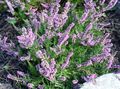 liliowy Ogrodowe Kwiaty Wrzos, Calluna zdjęcie, uprawa i opis, charakterystyka i hodowla