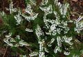 hvit Hage blomster Lyng, Calluna Bilde, dyrking og beskrivelse, kjennetegn og voksende