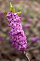lila Vrtno Cvetje Heather, Daphne fotografija, gojenje in opis, značilnosti in rast