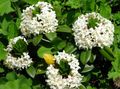 baltas Sodo Gėlės Šilojas, Daphne Nuotrauka, auginimas ir aprašymas, charakteristikos ir augantis