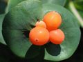 weiß Gartenblumen Geißblatt, Lonicera caprifolium Foto, Anbau und Beschreibung, Merkmale und wächst
