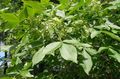 balts Dārza Ziedi Hop Koks, Smirdošs Osis, Vafeļu Osis, Ptelea trifoliata Foto, audzēšana un apraksts, raksturlielumi un augošs