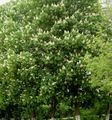 ホワイト 庭の花 トチノキ、トチの実の木, Aesculus hippocastanum フォト, 栽培 と 説明, 特性 と 成長