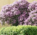 lilac bláthanna gairdín Hungarian Lilac, Syringa josikaea Photo, saothrú agus Cur síos, saintréithe agus ag fás