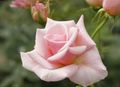 pink Garden Flowers Hybrid Tea Rose, Rosa Photo, cultivation and description, characteristics and growing