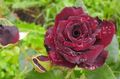 Bilde Hybrid Tea Rose beskrivelse, kjennetegn og voksende
