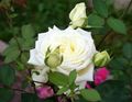 white Garden Flowers Hybrid Tea Rose, Rosa Photo, cultivation and description, characteristics and growing