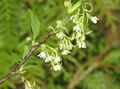 white Garden Flowers Indian Plum, Oso Berry, Bird Cherry, Osmaronia, Oemleria cerasiformis Photo, cultivation and description, characteristics and growing