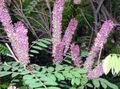 紫丁香 园林花卉 靛蓝灌木，紫穗槐，混蛋靛蓝，河流蝗虫, Amorpha-fruticosa 照, 养殖 和 描述, 特点 和 成长
