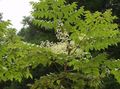 valge Aias Lilli Jaapani Angelica Puu, Aralia Foto, kultiveerimine ja kirjeldus, omadused ja kasvav
