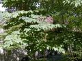 люляк Градински цветове Японски Ангелика Дърво, Aralia снимка, отглеждане и описание, характеристики и култивиране