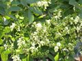 white Garden Flowers Japanese Pagoda Tree, Scholar-tree, Sophora Photo, cultivation and description, characteristics and growing