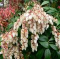white Garden Flowers Japanese Pieris, Andromeda, Lily of the Valley Shrub, Fetterbush, Mountain Andromeda, Mountain Pieris Photo, cultivation and description, characteristics and growing