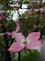 ვარდისფერი ბაღის ყვავილები Kousa Dogwood, ჩინური Dogwood, იაპონელი Dogwood, Cornus-kousa სურათი, გაშენების და აღწერა, მახასიათებლები და იზრდება