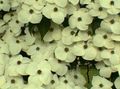 თეთრი ბაღის ყვავილები Kousa Dogwood, ჩინური Dogwood, იაპონელი Dogwood, Cornus-kousa სურათი, გაშენების და აღწერა, მახასიათებლები და იზრდება