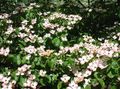 თეთრი ბაღის ყვავილები Kousa Dogwood, ჩინური Dogwood, იაპონელი Dogwood, Cornus-kousa სურათი, გაშენების და აღწერა, მახასიათებლები და იზრდება