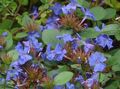 foto Leadwort, Resistente Plumbago Azul descrição, características e crescente
