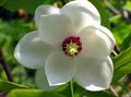white Garden Flowers Magnolia Photo, cultivation and description, characteristics and growing