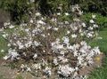 biały Ogrodowe Kwiaty Magnolia zdjęcie, uprawa i opis, charakterystyka i hodowla